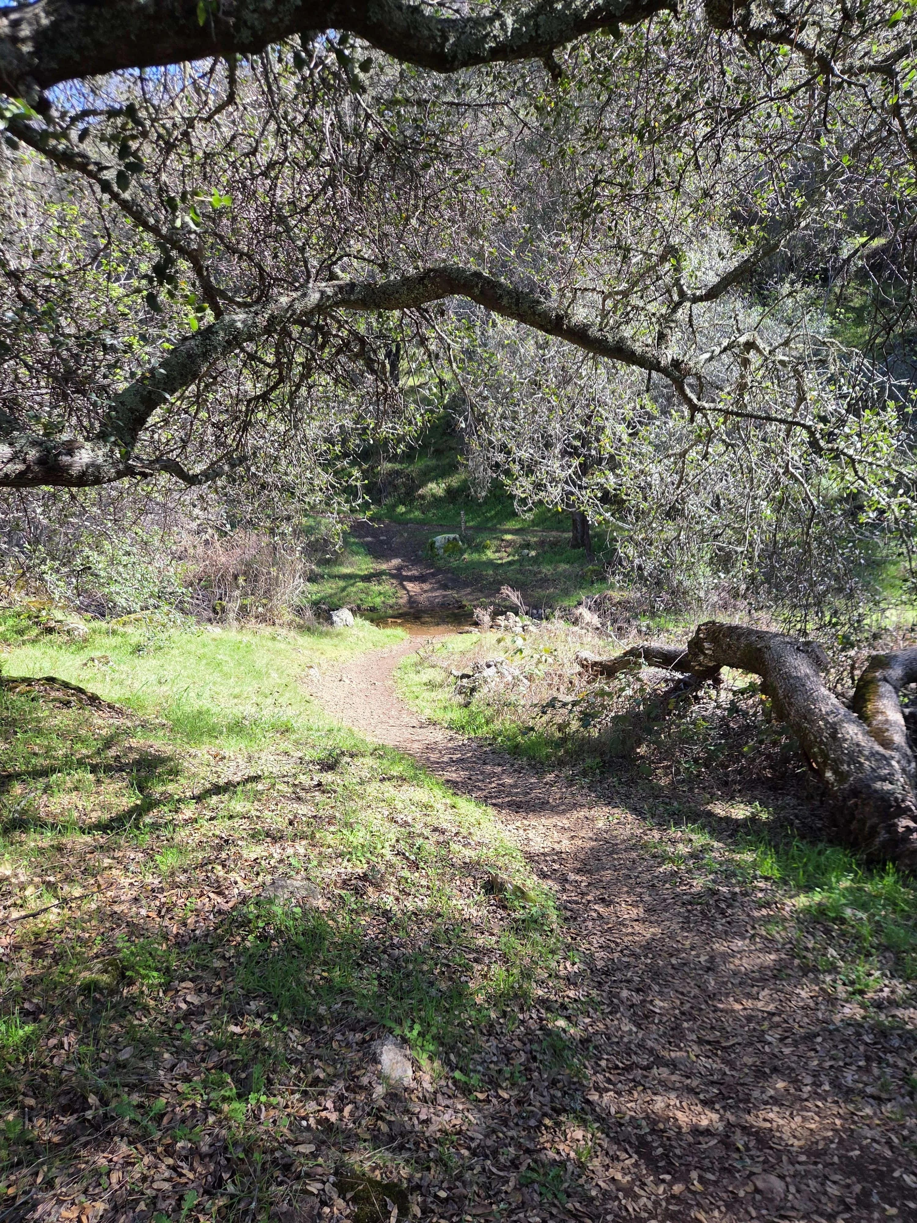 Acorn Creek Trail Run, photo 8 of 8